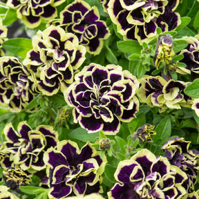 Gevulde Petunia zwart-geel(x2) - Petunia Midnight Gold - Willemse