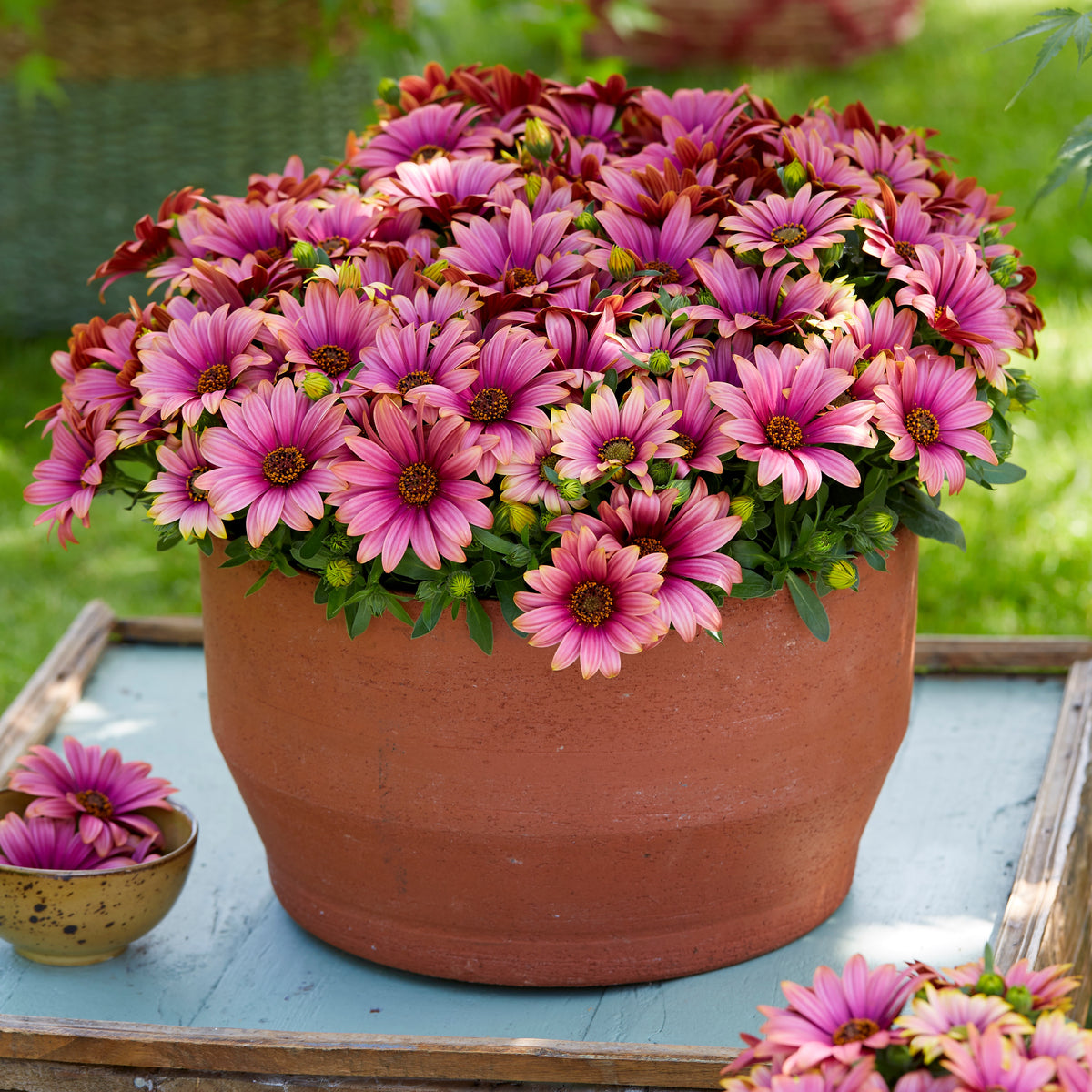 Spaanse margriet 'Havilah' - Osteospermum Havilah - Willemse