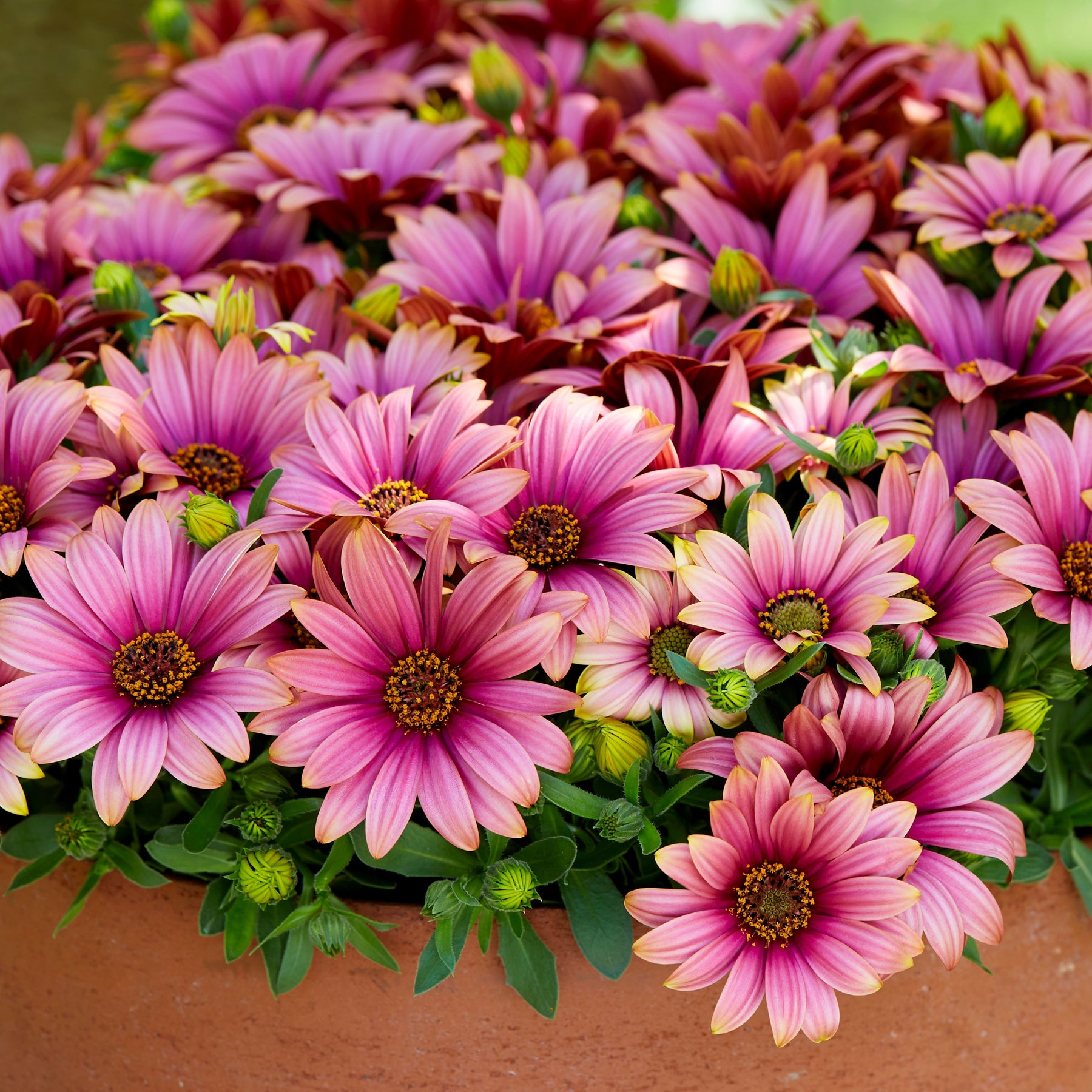 Spaanse margriet 'Havilah' - Willemse