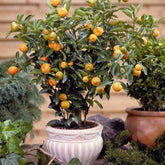 Sinaasappelboom - Citrus mitis - Willemse