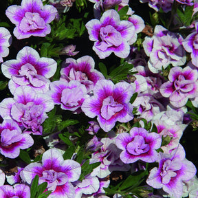 Petunia 'Pinktastic Double' (x3) - Calibrachoa hybride pinktastic