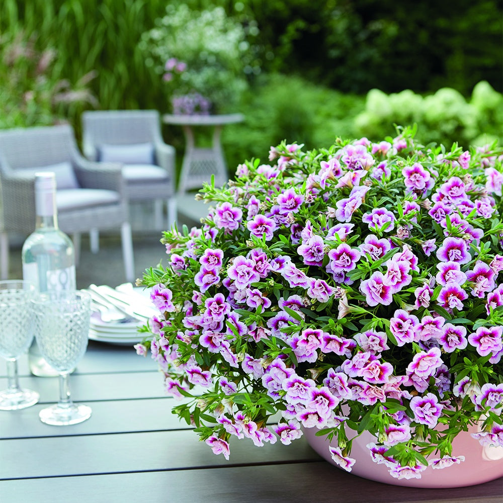 Petunia 'Pinktastic Double' (x3) - Calibrachoa hybride pinktastic