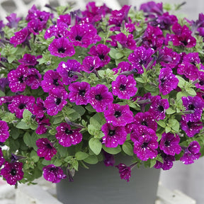 Petunia 'Royal Sky' (x3) - Petunia royal sky