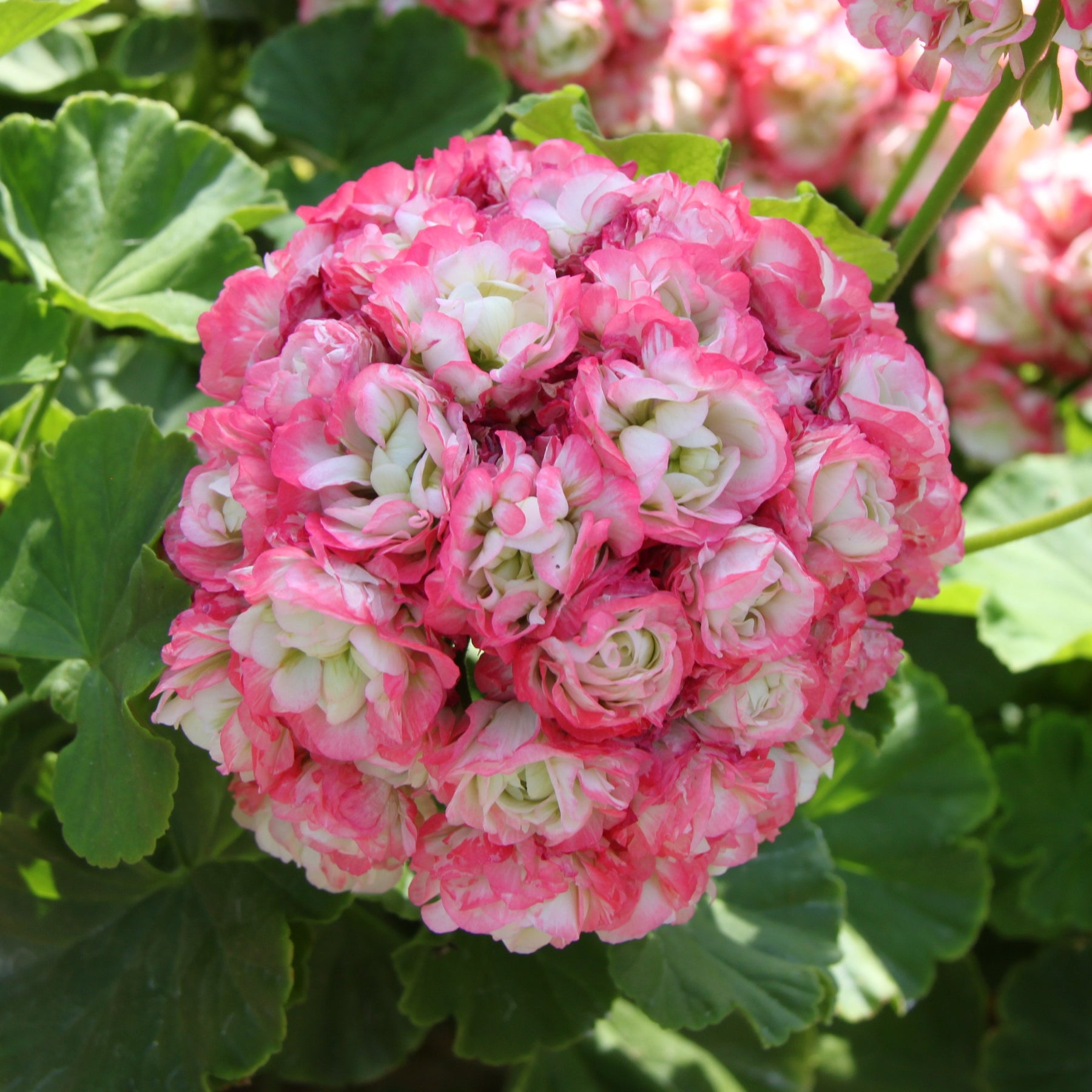 Geranium - Pelargonium - Geranium 'Appleblossom' (x3) - Pelargonium zonale apple blossom