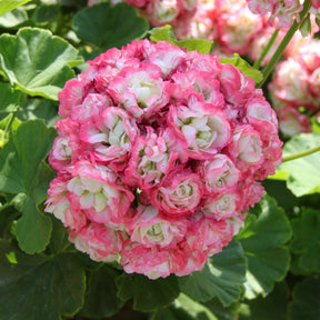 Geranium - Pelargonium - Geranium 'Appleblossom' (x3) - Pelargonium zonale apple blossom