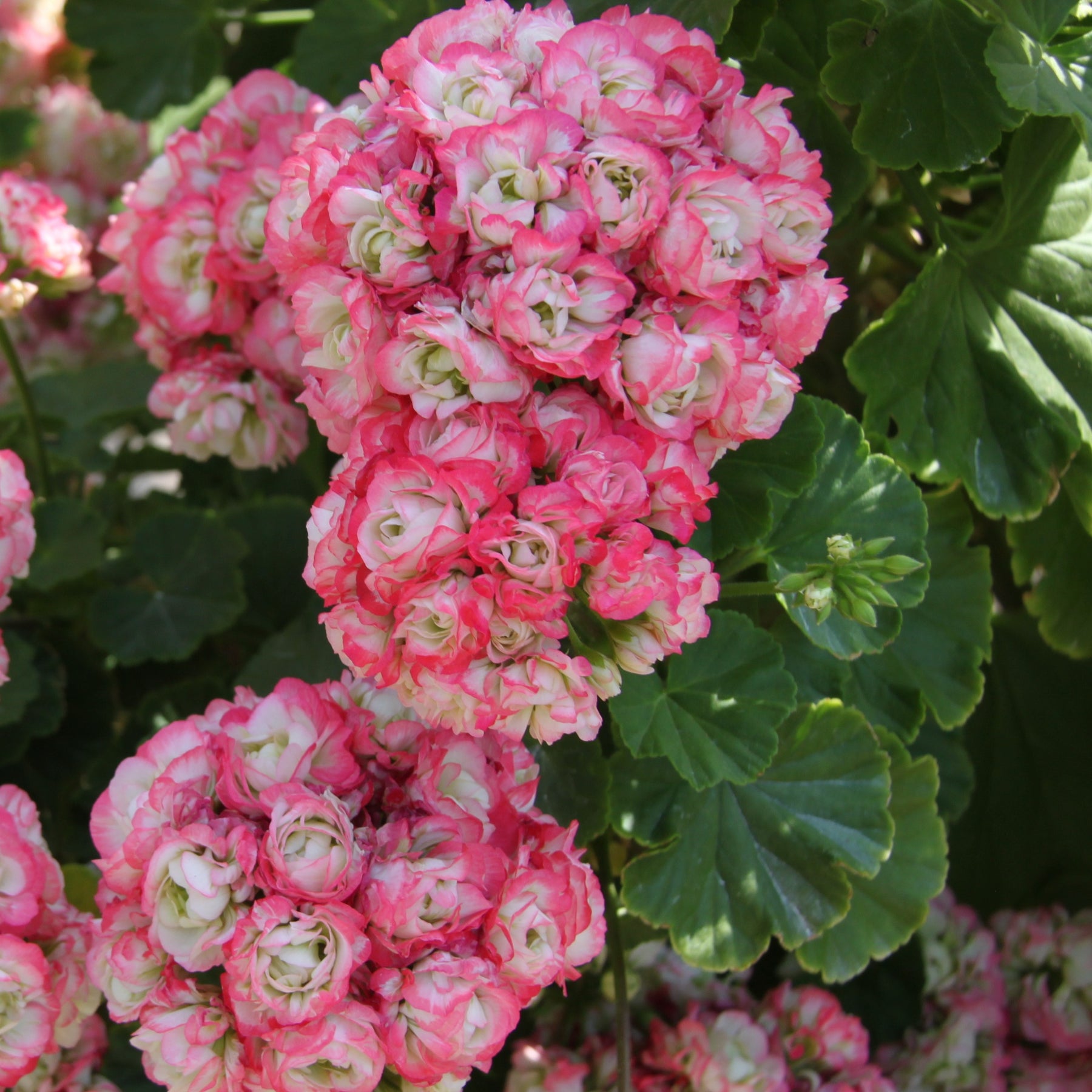 Geranium 'Appleblossom' (x3) - Pelargonium zonale apple blossom - Willemse