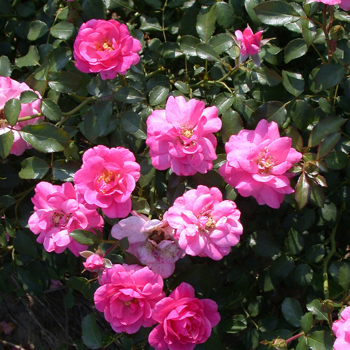 Bodembedekkende roos 'Mirato'® - Rosa Mirato ® - Willemse