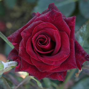 Collectie grootbloemige rozen (Black Baccara, Candy stripe, Helga) (x3) - Rosa 'black baccara', 'candy stripe', 'helga' - Willemse