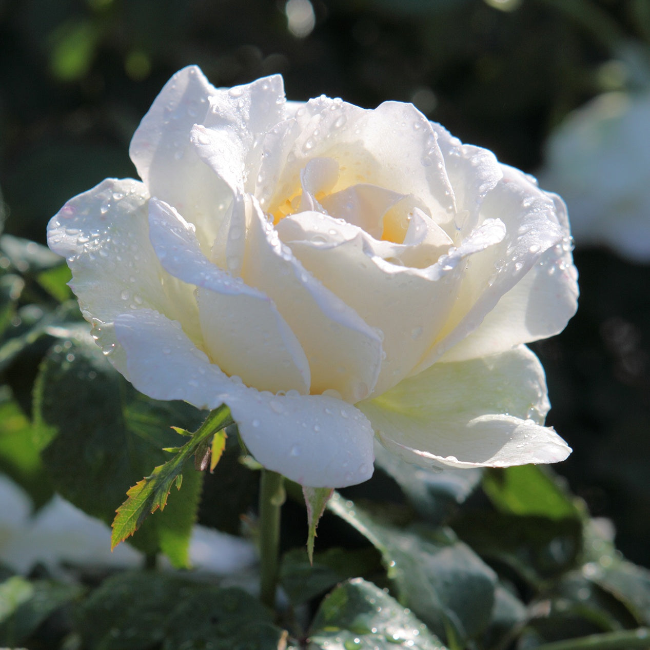 Grootbloemige roos 'White Symphony' - Willemse