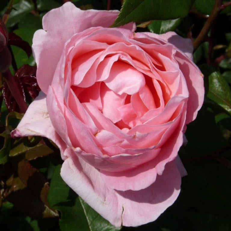 Roos 'Queen Elisabeth' - Willemse