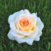 Roos 'Anastasia'® - Willemse
