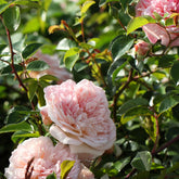Klimroos 'Gloire de Dijon' - Willemse