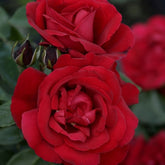 Roos 'Shalom'