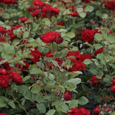 Roos 'Lili Marlène' - Willemse