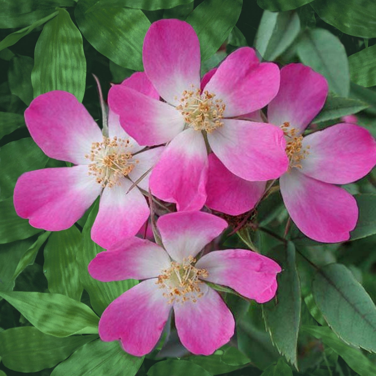 Roos 'Glauca' - Willemse