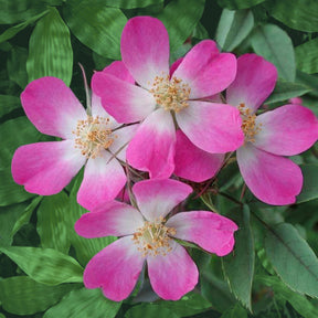 Roos 'Glauca' - Willemse