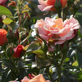 Roos 'Aprikola'® - Willemse