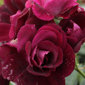 Roos 'Burgundy Ice'® - Willemse