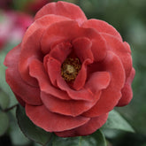 Roos 'Terracotta'® - Willemse