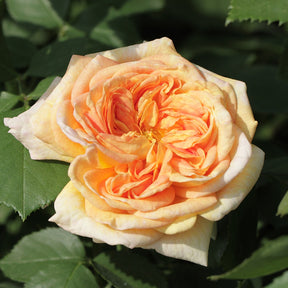 Klimroos 'Alchymist' - Willemse