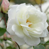 Klimroos 'Fée des Nieges'® - Willemse