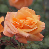 Climber Klimroos - oranje - Willemse