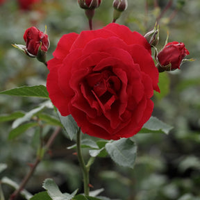 Roos Sympathie® - Rosa sympathie® - Willemse