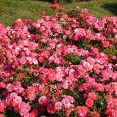 Roos 'Bonapart'® - Willemse