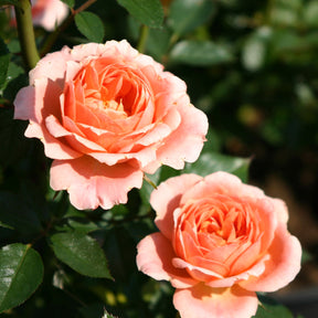Trosroos 'Sweet Dream'® - Rosa sweet dream ® - Willemse