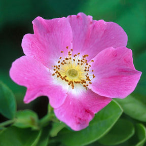 Rozen - Hondsroos - Rosa canina