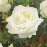 Roos 'Annapurna'® - Willemse
