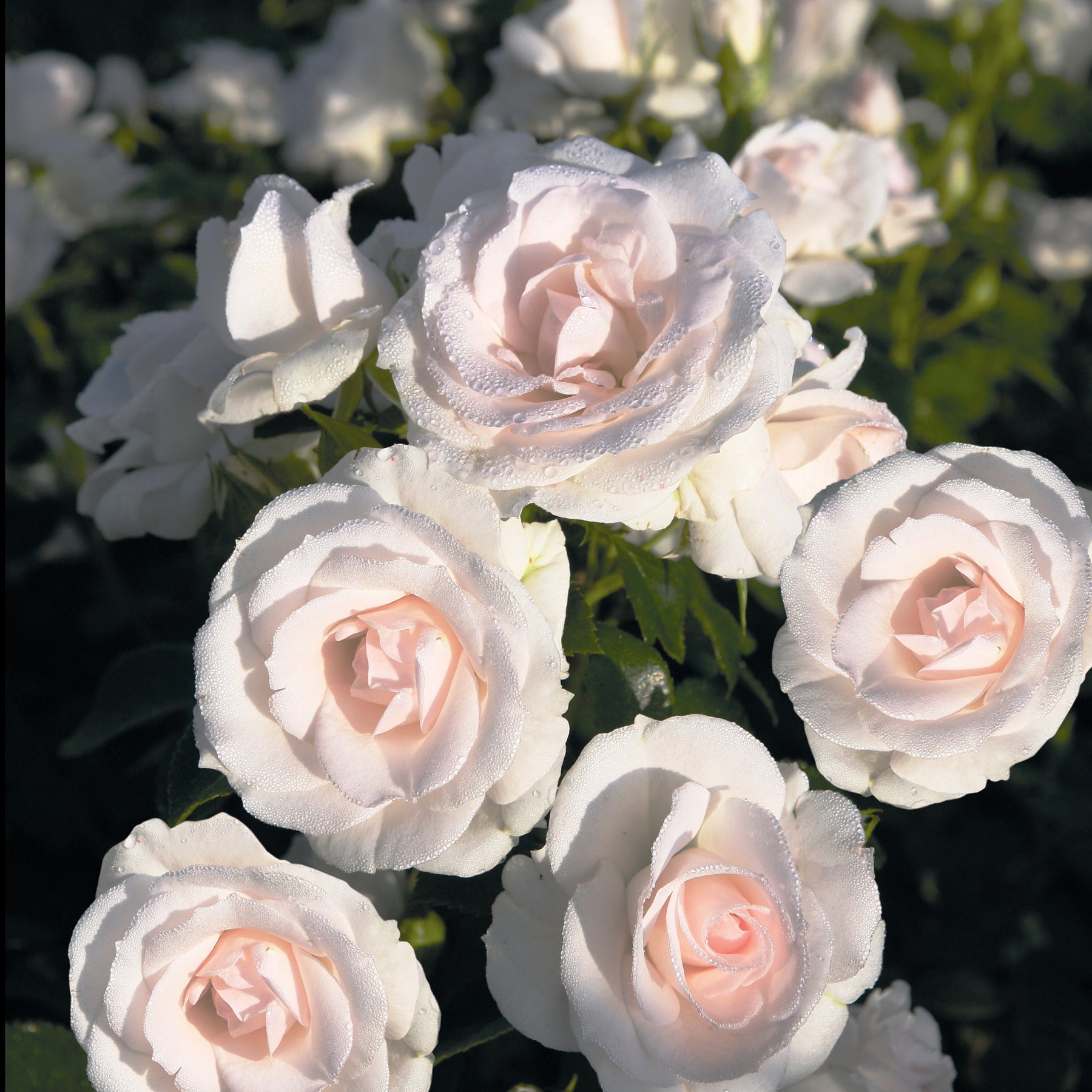 Roos 'Aspirin Rose'® - Willemse