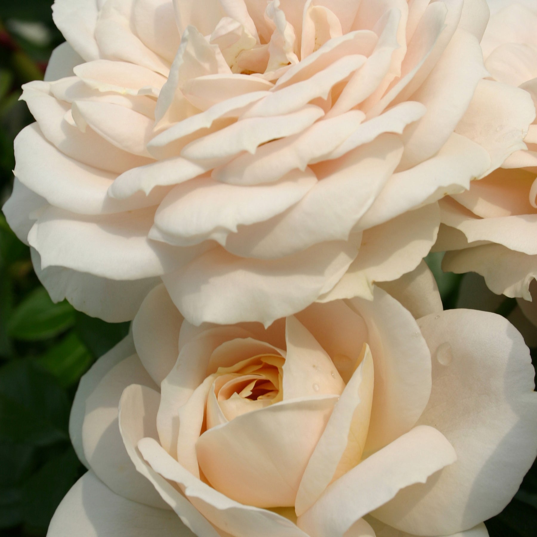 Roos 'Lions-Rose'® - Willemse