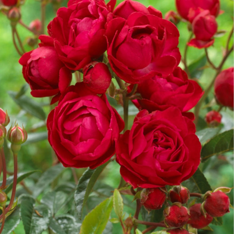 Roos 'Fête des Mères' - Willemse