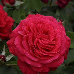 Grootbloemige rozen - Grootbloemige roos 'Dame de Coeur' - Rosa dame de cœur, rosa queen of hearts, rosa herz-dame