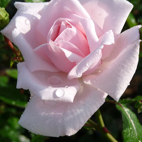 Klimroos 'New Dawn' - Rosa new dawn - Klimplanten