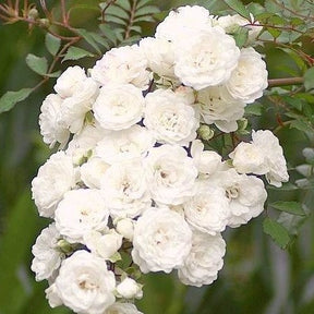 Roos 'Crystal Fairy' - Rosa crystal fairy ® - Bodembedekkende rozen