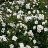 Bodembedekkende roos 'Diamant' - Rosa Diamant ® - Bodembedekkende rozen