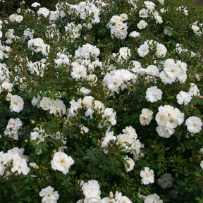 Bodembedekkende roos 'Diamant' - Rosa Diamant ® - Bodembedekkende rozen