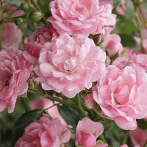 Verkoop Bodembedekkende roos 'The Fairy'®