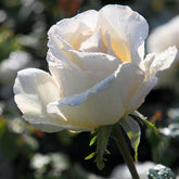 Trosroos 'Kristal' - Rosa kristall - Rozen