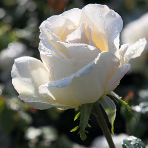 Trosroos 'Kristal' - Rosa kristall - Rozen