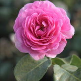 Rosa ozeana ® - Klimroos 'Ozeana' - Klimrozen