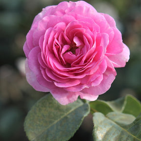 Rosa ozeana ® - Klimroos 'Ozeana' - Klimrozen