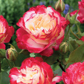 Verkoop Grootbloemige roos 'Double Delight'