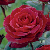 Grootbloemige roos 'Barkarole' - Rosa Barkarole - Willemse