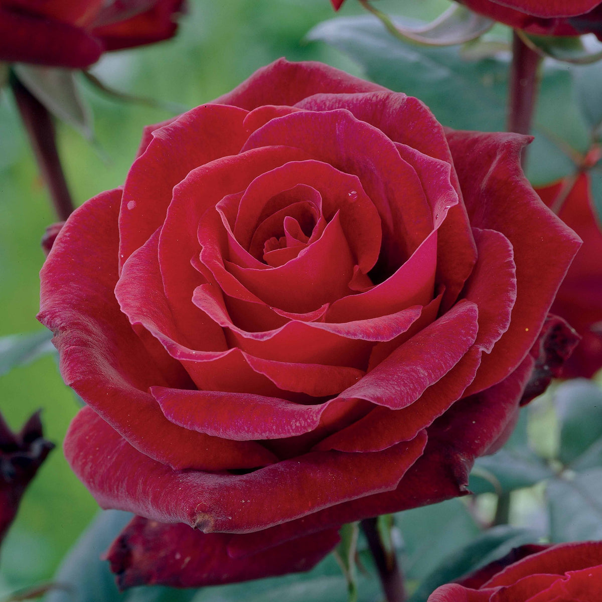 Rozenmix 'Onderhoudsvrij' (x3)