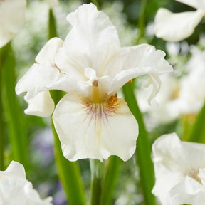 Siberische iris 'Not Quite White' - Willemse
