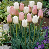 Mélange van tulpen Sweet candy (x10) - Willemse