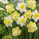 Narcissen met grote kroon Mainstreet (x5) - Willemse